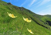 15 Pulsatilla alpina sulphurea (Anemone sulfureo) 